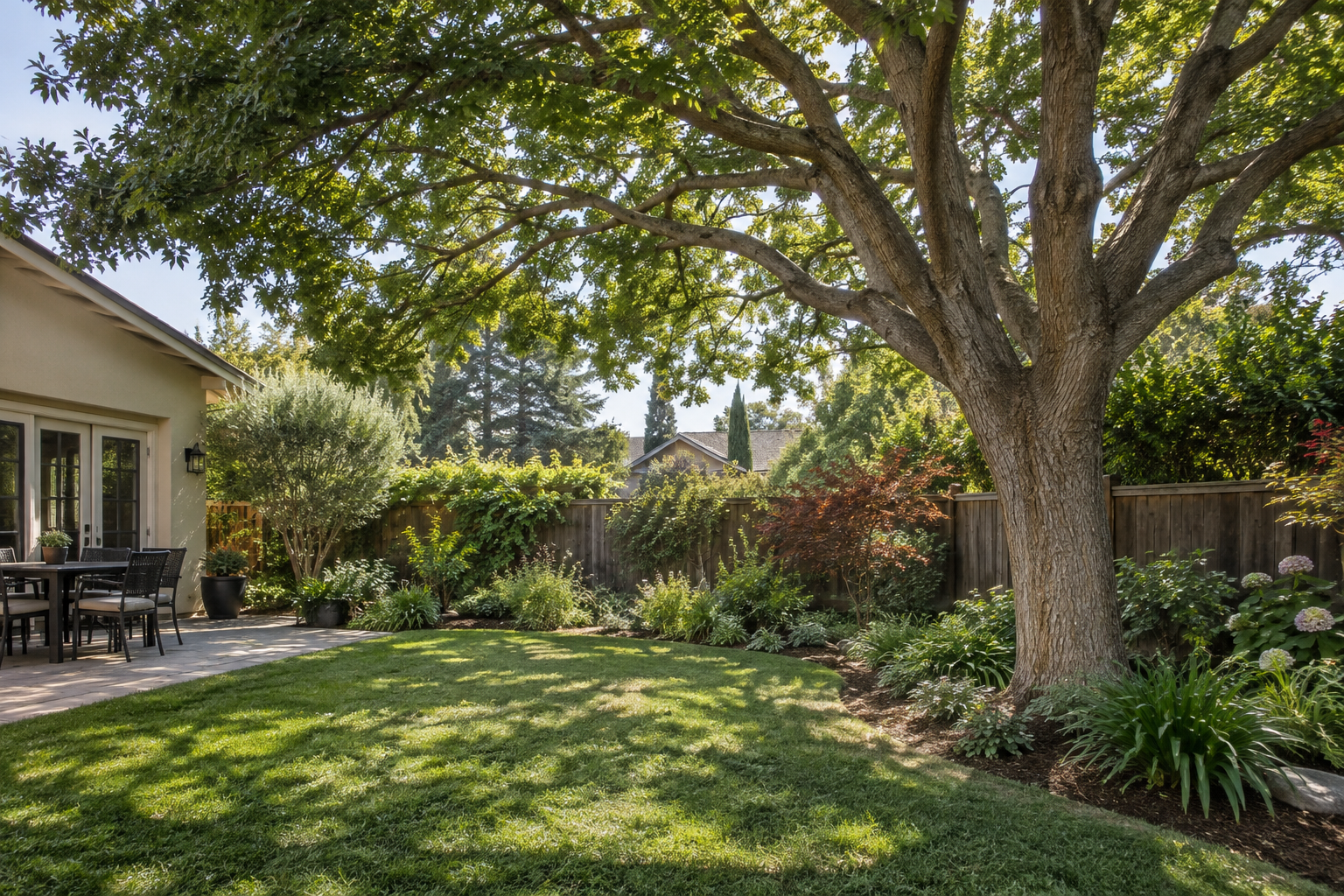 Mature Fresno shade tree with a balanced canopy above a maintained garden